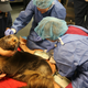 Ziggy Star, a northern fur seal, undergoes brain surgery. Image: Mystic Aquarium
